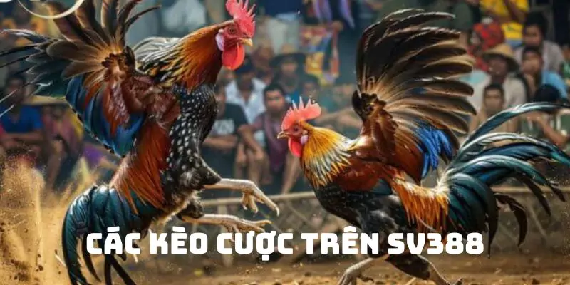 Những kèo cược phổ biến trên SV388 hội viên nên biết